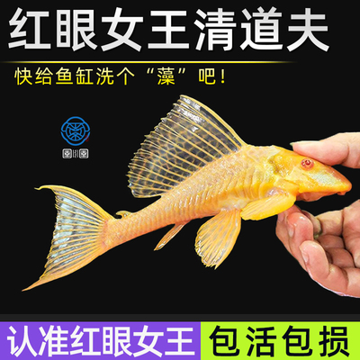 红眼女王大帆清道夫鱼底栖异形吃藻清理鱼缸垃圾鱼豹纹清道夫活体