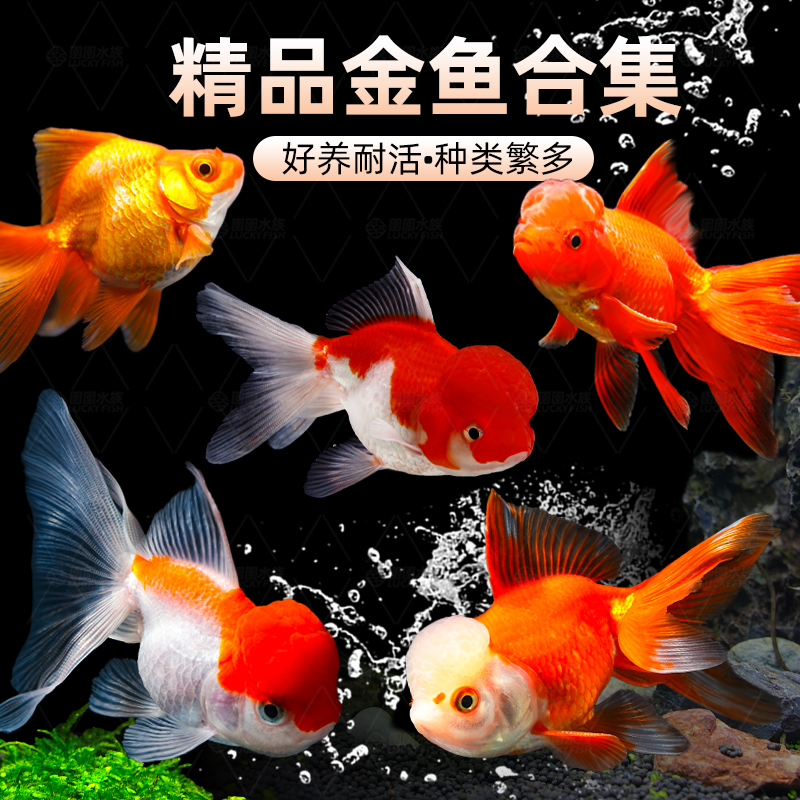 金鱼活鱼观赏鱼活体小金鱼冷水鱼好养耐活金鱼苗淡水鱼宠物鱼大型