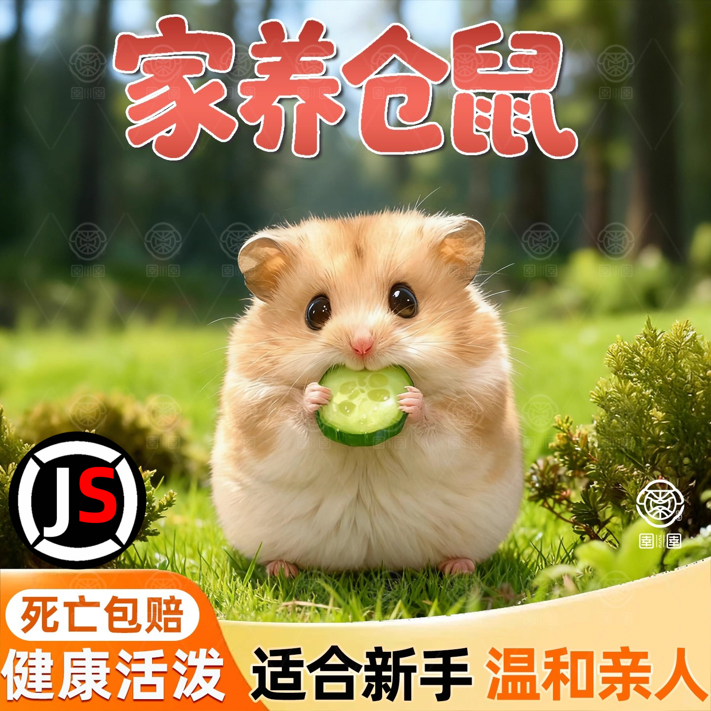 小仓鼠活物家养金丝熊小型活体鼠类三线银狐布丁公婆奶茶可选公母