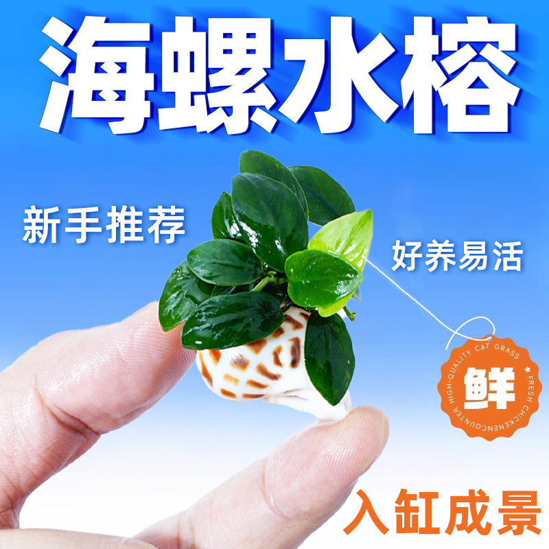 迷你海螺小水榕鱼缸草新手造景装