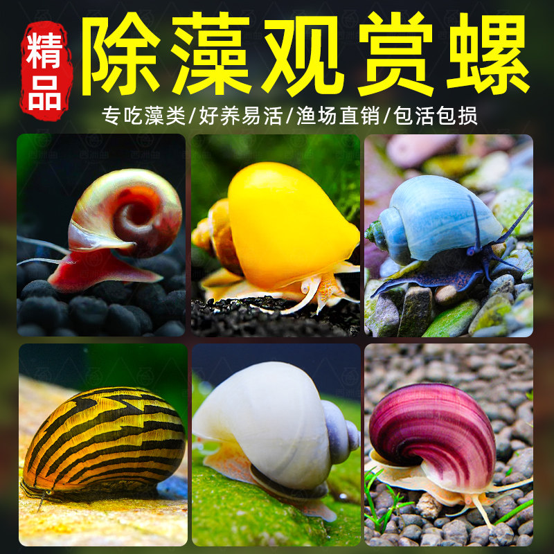 观赏螺淡水苹果螺鱼缸除藻工具吃藻清缸清理大号蜗牛小宠物黄金螺