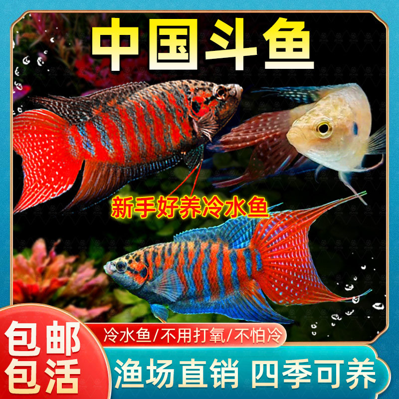 观赏鱼中国斗活体冷水淡好养耐金
