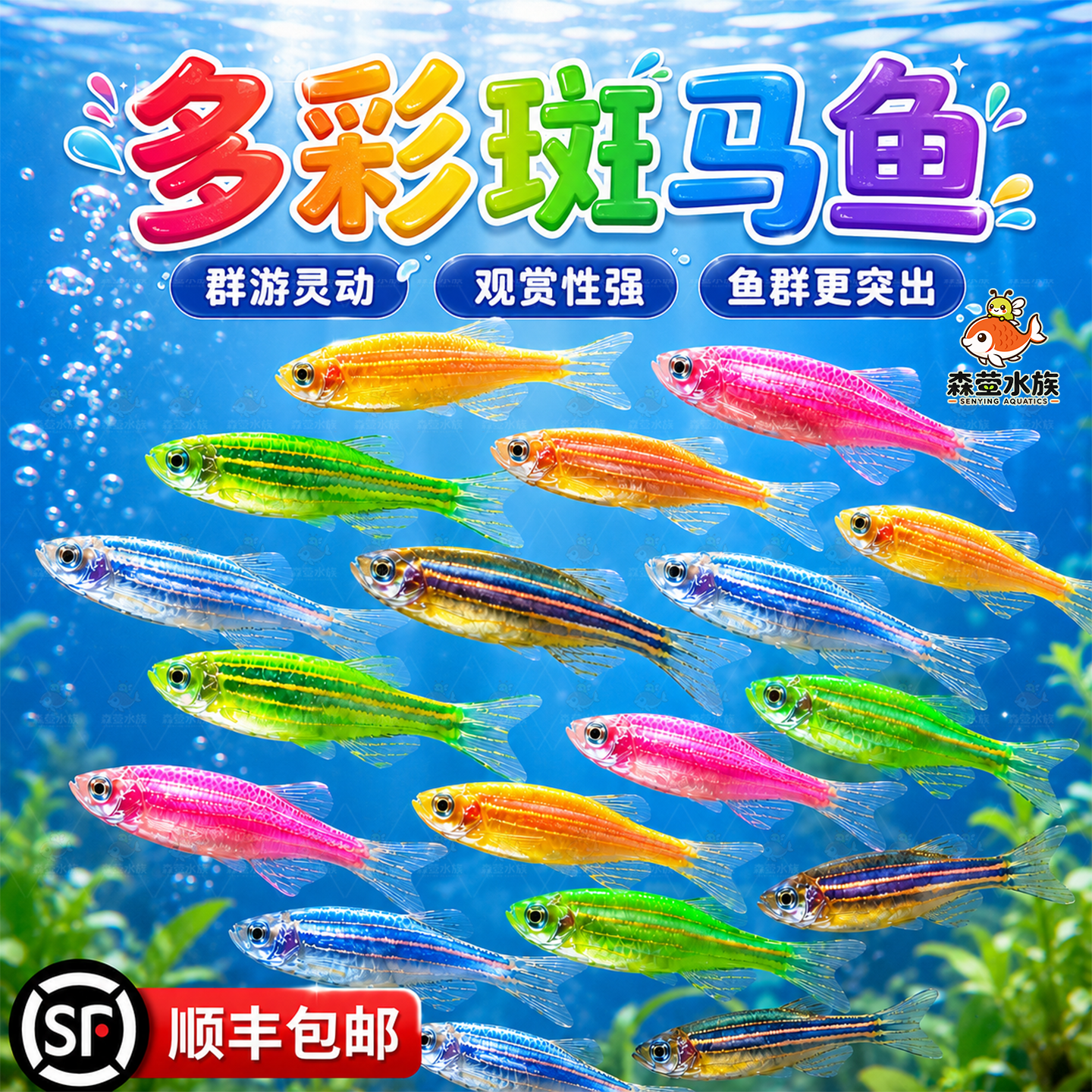 七彩糖果斑马鱼观赏鱼大号群游鱼小型热带灯科鱼淡水好养耐活特价