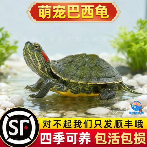 乌龟活物红耳巴西龟草龟爬宠好养可认主宠物观赏适合家养的小乌龟