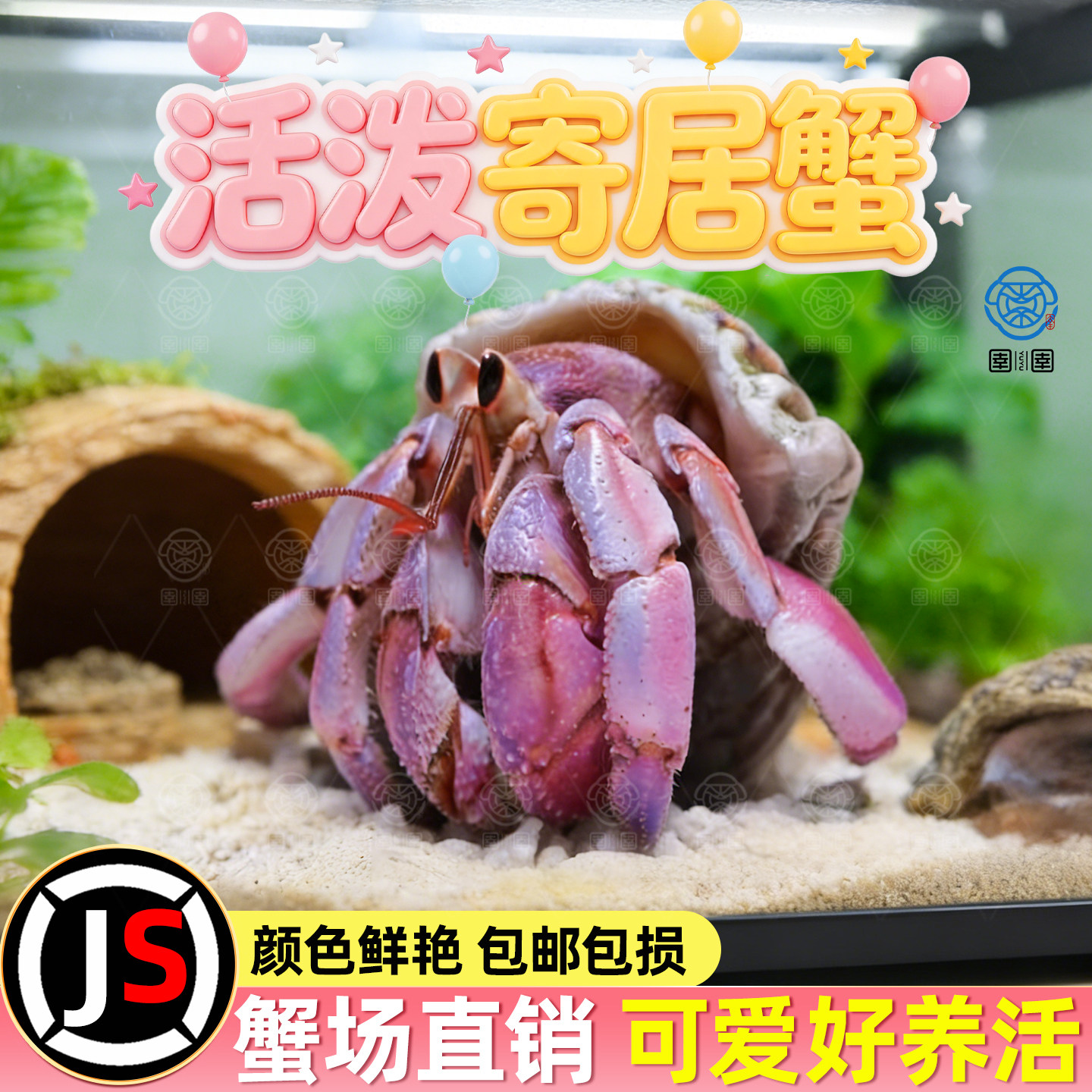 寄居蟹陆生可爱豆丁观赏蟹活体宠物蟹新手饲养好养耐活桌面萌宠蟹