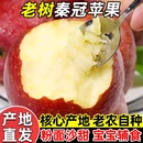 陕西秦冠苹果粉面沙甜新鲜可刮泥水果宝宝辅食老人当季 新品