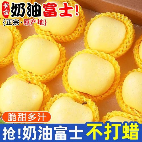 【源头直销】黄金奶油苹果新鲜当季脆甜脆汁白苹果富士4.5/9斤y