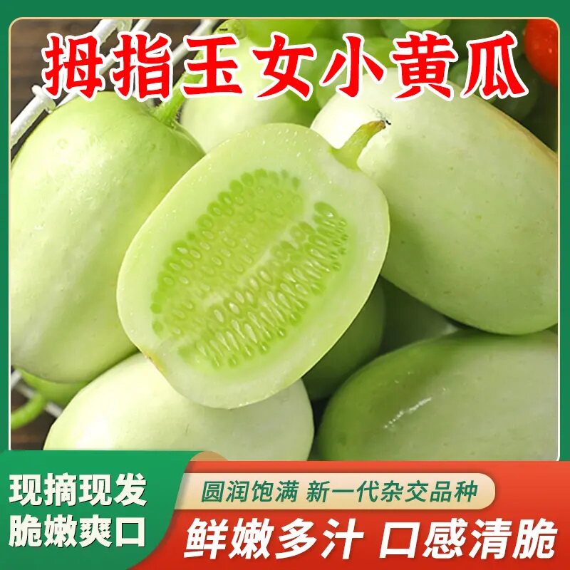 【清脆爽口】山东寿光玉女黄瓜新拇指金童玉女水果黄瓜现摘5斤 Q