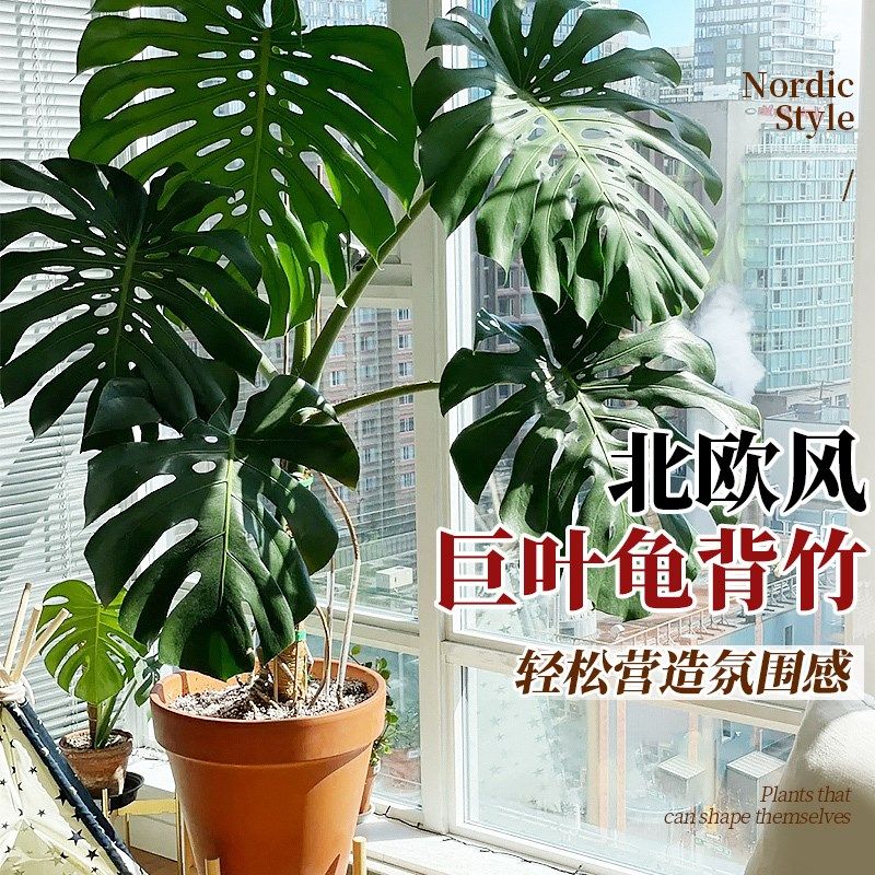 龟背竹客厅大盆栽室内巨型提根大叶绿植大型落地观叶盆景老桩好养,鲜花速递/花卉仿真/绿植园艺,大型绿植/成品组合盆栽,淘宝优惠券,粉丝福利购,淘宝优惠卷