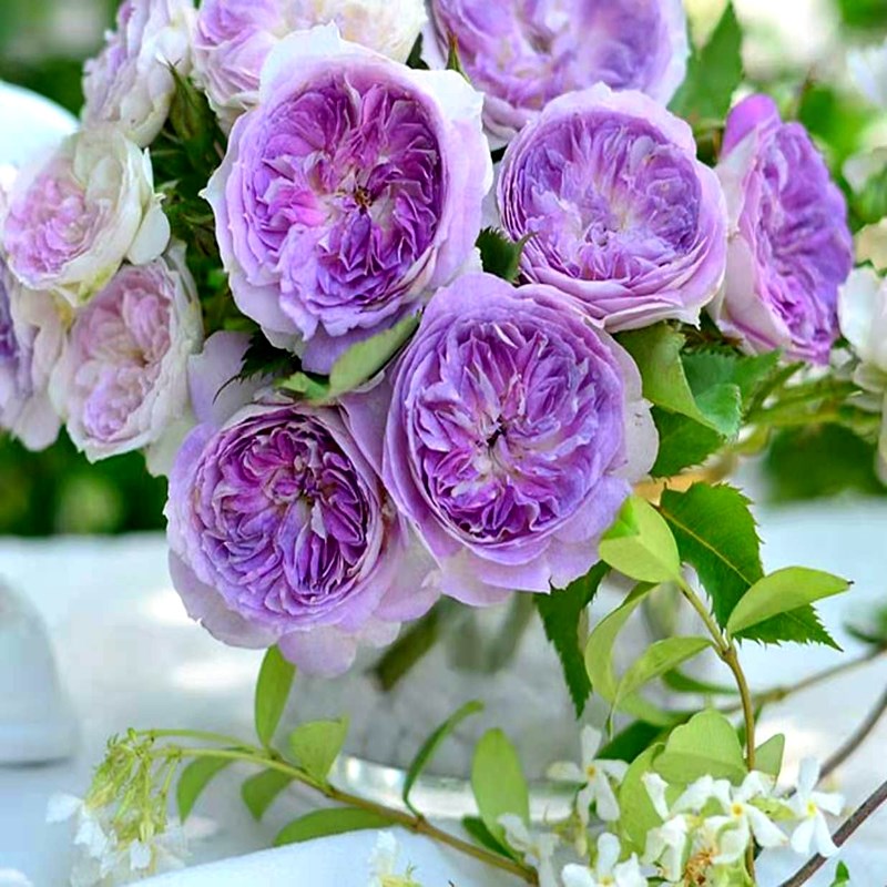 蓝月石月季花苗河本系列中苗新品花多头耐开浓香花卉玫瑰盆栽灌木