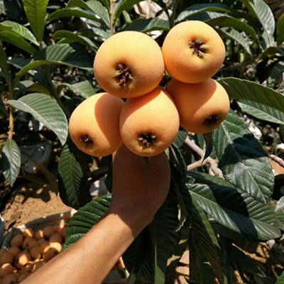 枇杷果树苗木水果中的精品果树*