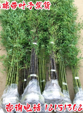 竹子苗庭院植物盆栽四季常青绿化