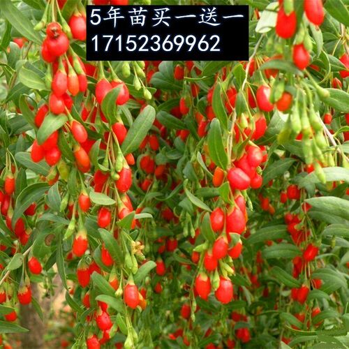红枸杞树苗宁夏红枸杞苗5号盆栽南方北方种植枸杞苗基地直销枸杞