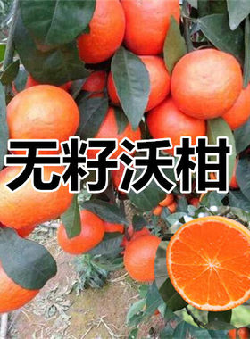 无籽沃柑苗 091无核 沃柑树苗 香橙头钻木嫁接橘子苗盆栽地栽柑橘