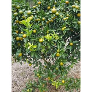 新品种蜜桔树苗清香蜜桔纯甜橘子树树苗特大树南方种植果树果苗