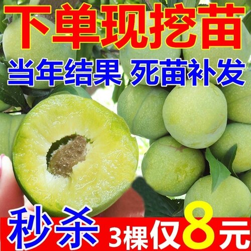 蜂糖李子树苗清脆空心四川嫁接蜂蜜李子苗三华李子树苗南北方种植