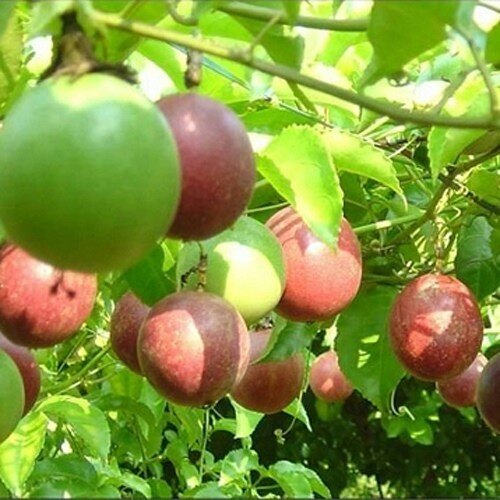 水果树苗  百香果 鸡蛋果苗 西番莲 当年结果