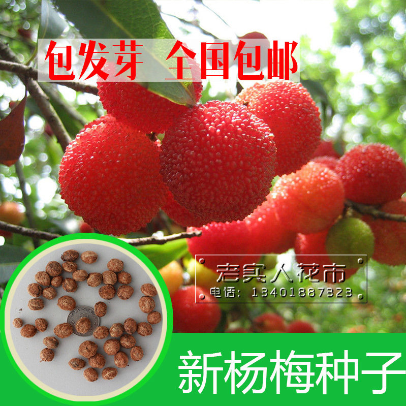 新采摘杨梅种子水果树种子东魁杨梅种子圣生梅白蒂梅树梅包邮