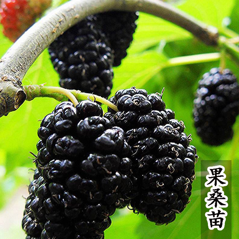 果桑苗台湾四季长果桑葚树苗嫁接无籽大十桑葚苗盆栽庭院果树果苗