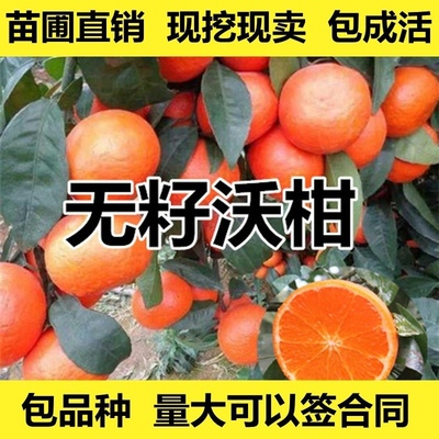 沃柑苗香橙嫁接沃柑树苗沃柑橘苗晚熟柑嫁接柑橘苗川果苗木直销