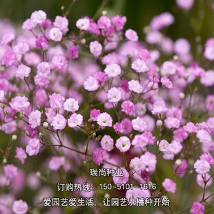 满天星种子花种子四季易活盆栽花种籽子圆锥石头花种子