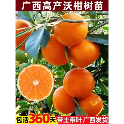 广西沃柑树苗正宗嫁接无籽核香橙桔橘子果树果苗南方种植当年结果