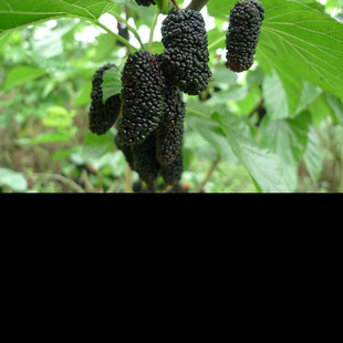 全新桑葚种子 桑树种子 果桑种子 马桑 桑枣树种子 包发芽包邮