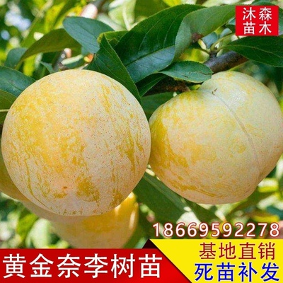 李子树苗嫁接特大早晚熟当年结果黄金奈李子树苗南北方种植果树苗