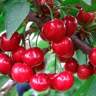 嫁接樱桃树苗特大樱桃树果苗庭院盆栽地栽苗南方北方种植包活包邮