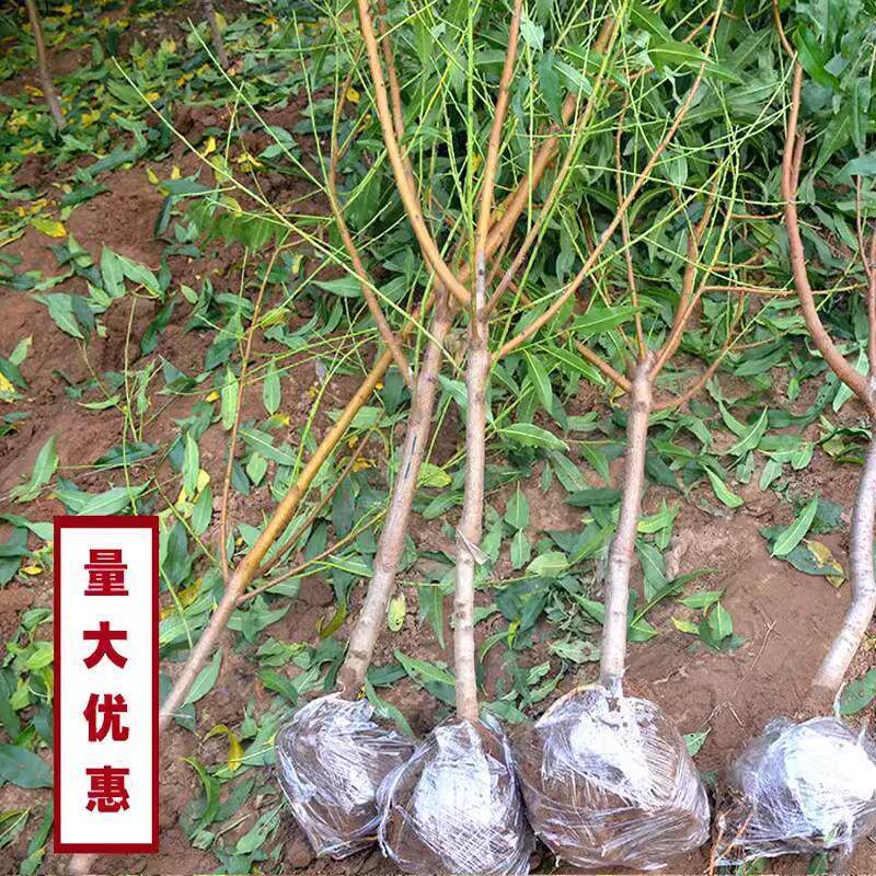 桃树果苗特大带土嫁接冬桃黄油桃水蜜桃盆地栽南北方种值耐寒果树