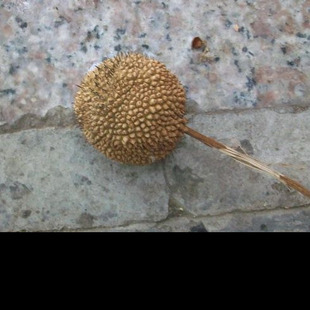 优质林木种子 法国梧桐树种子泡桐树 海桐种子 青桐种子 珙桐种子