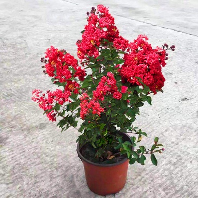 紫薇花盆栽红火箭带花苞植物天鹅
