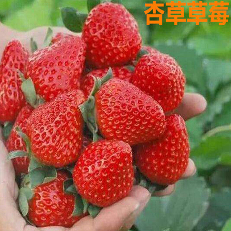 天狼新款 奶油草莓苗苗四季种植带土 家庭阳台水果苗章姬白雪公主
