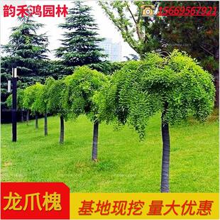 龙爪槐树苗垂槐黄金槐金枝槐国槐树苗耐寒观赏风水植物别墅地栽树