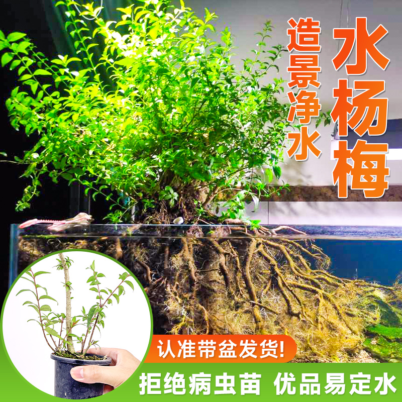 水杨梅鱼缸造景挺水植物溪流缸乌龟原生缸装饰真树净水培好养盆装