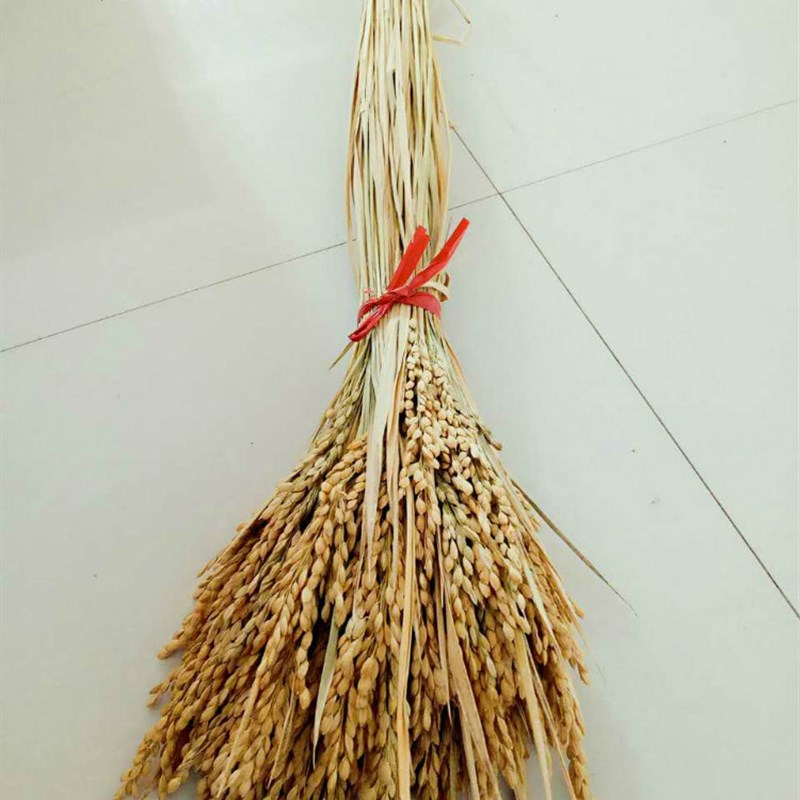 天然麦穗稻穗干花水稻丰收稻谷稻子装饰会展布置拍摄道具田园植物