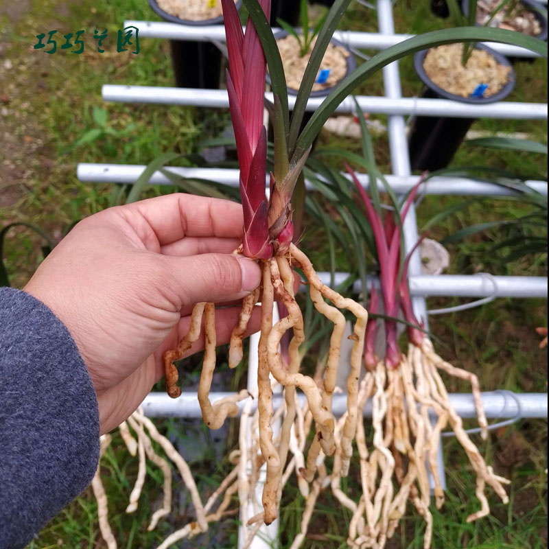 建兰红草红荷 名贵迷你矮种兰花 四季兰好养红花网红小盆栽室内客