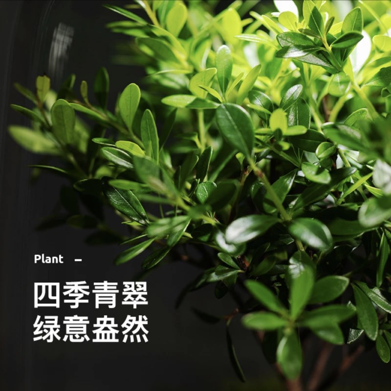 生命之树赤楠夜灯微景观办公室桌面生态免打理微生态绿植玻璃瓶造