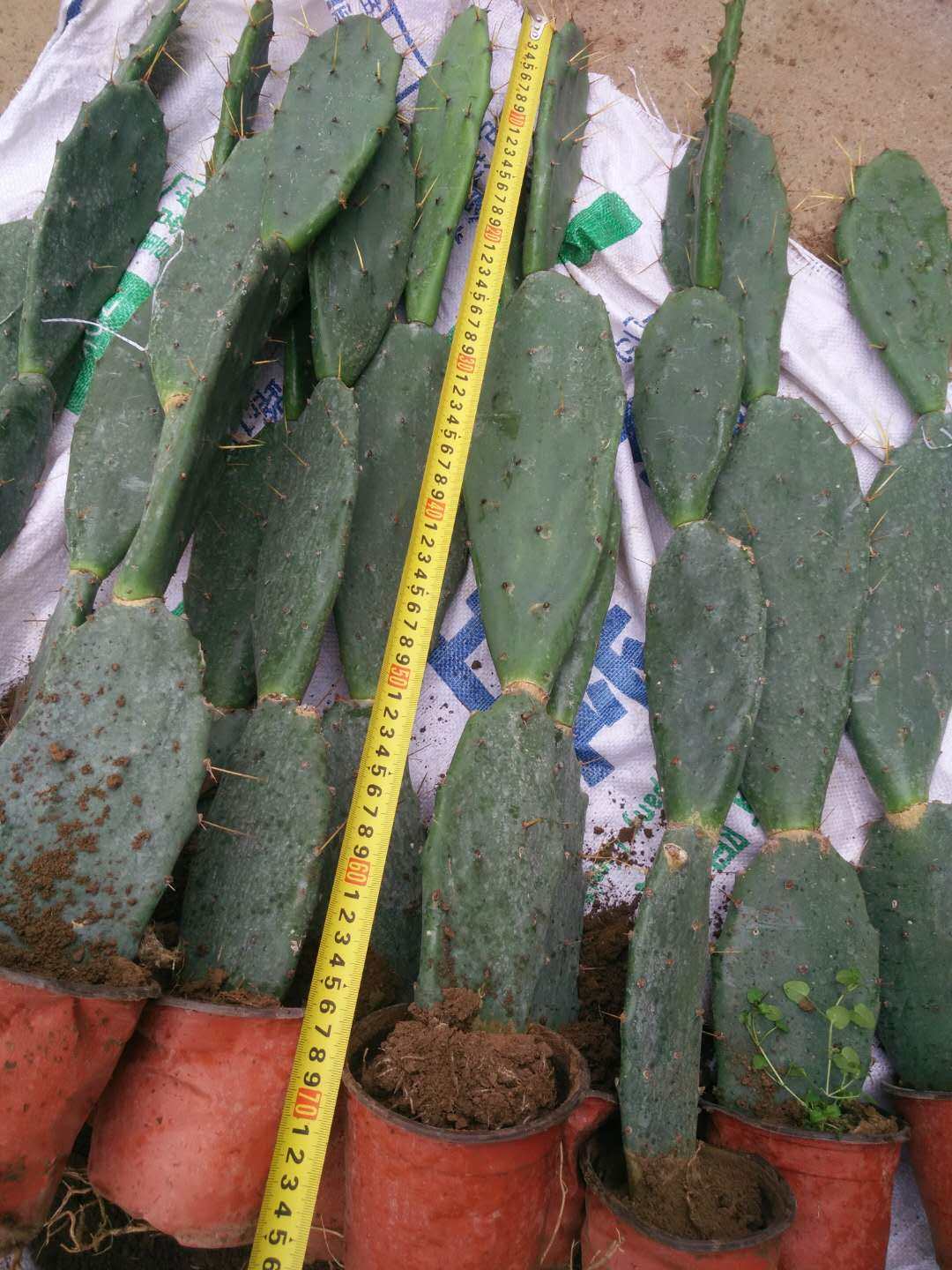 仙人掌盆栽嫁接蟹爪兰开花令箭荷花叶片苗美容黄大刺植物包邮