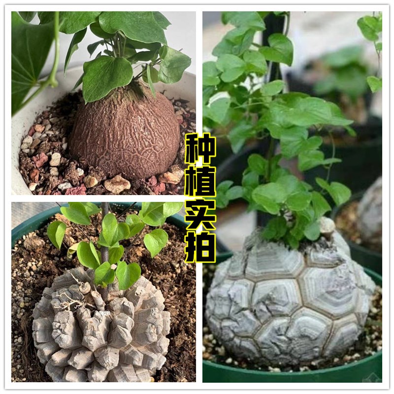 龟甲龙专用土南非爬藤块根植物盆栽营养土花卉绿植种植颗粒土肥料