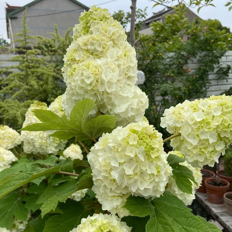 栎叶绣球和声盆栽花超大花绣球耐寒耐热庭院花园阳台圆锥绣球大花