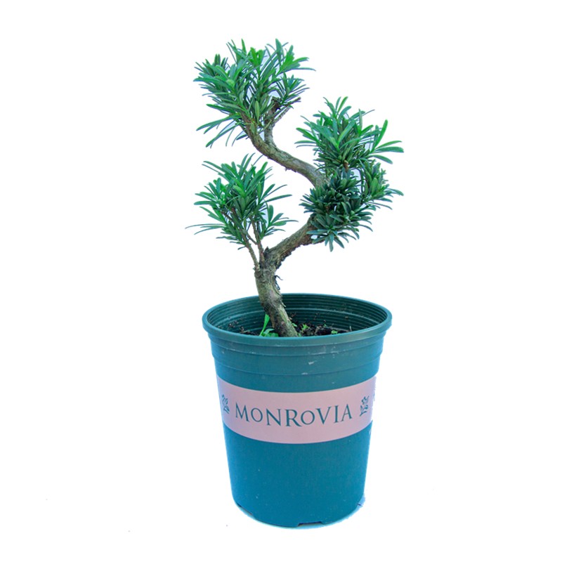 名贵罗汉松造型盆景室外庭院室内阳台植物花卉老桩树苗小盆栽绿植