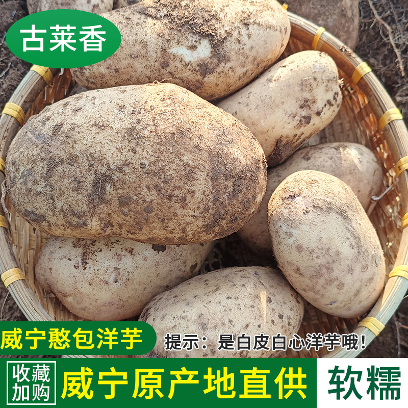 贵州威宁土豆秀水憨包洋芋白心
