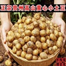 威宁小土豆农家自种黄心本地洋芋高山现挖马铃薯珍珠小果酒店专供