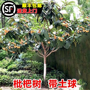 无核特大枇杷苗树嫁接果苗南方北方庭院耐寒四季水果苗琵琶带土球