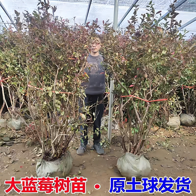 特大蓝莓树果苗盆栽地南北方种植