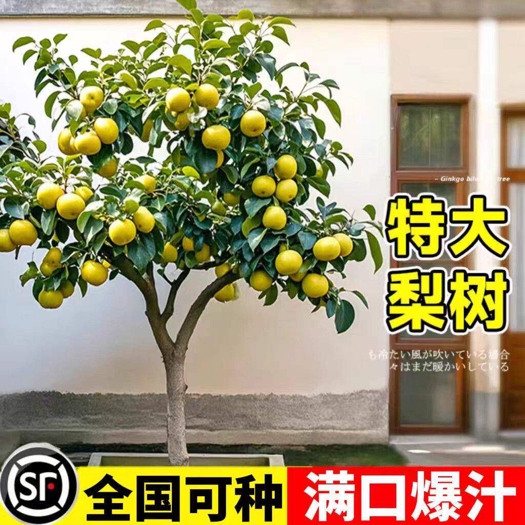 特大梨树果苗带土球南方北方庭院种植沙梨香梨翠冠嫁接秋月梨树苗