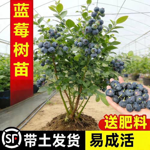 蓝莓树果苗特大号盆栽带大果带花苞l25蓝莓苗地栽南北方种植果树