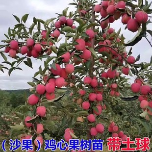 鸡心果树苗沙果123小苹果特大庭院南北方种植盆地栽耐寒海棠果苗