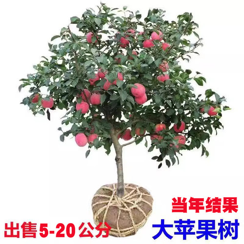 特大苹果树苗南北方种植当年结果